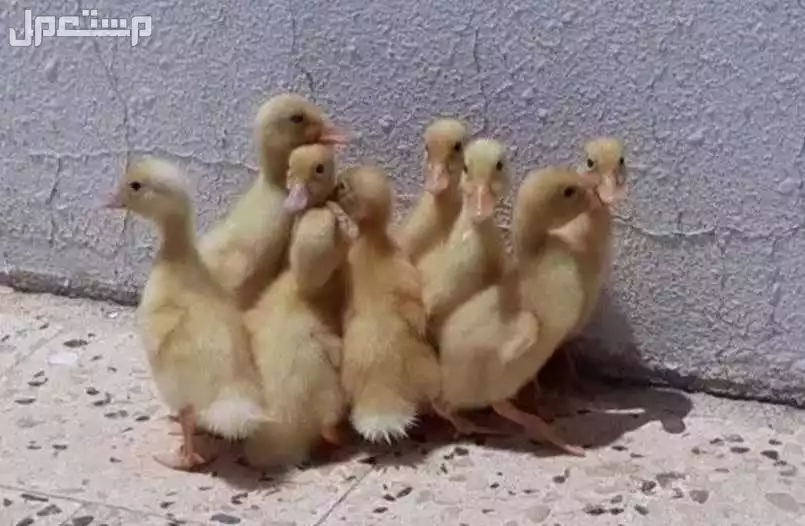 صوص بط بكيني العمر اسبوع في حفر الباطن بسعر 10 ريال سعودي