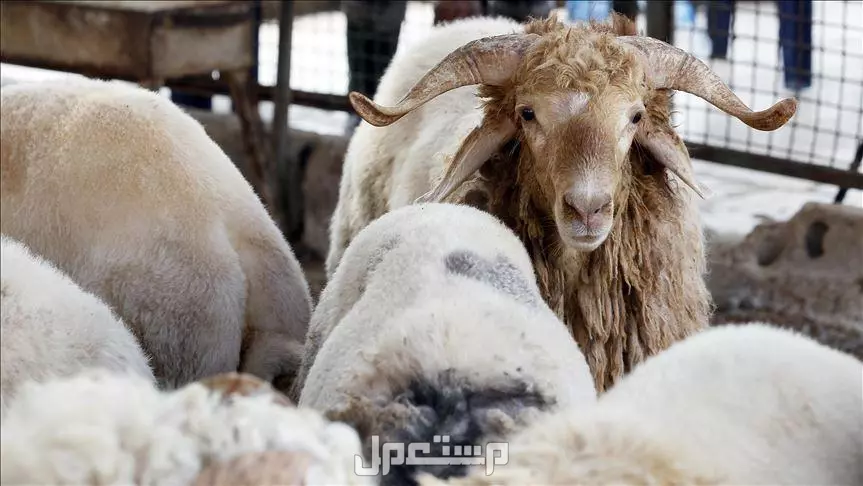 أماكن دفع الهدي في مكة 2025.. وسعر صك الأضحية حج 1446 صك الهدي الراجحي
