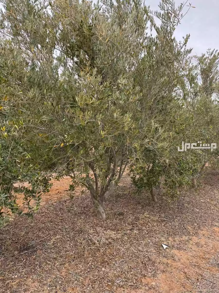 أشجار زيتون عمر 10 سنوات في الجوف للبيع جملة