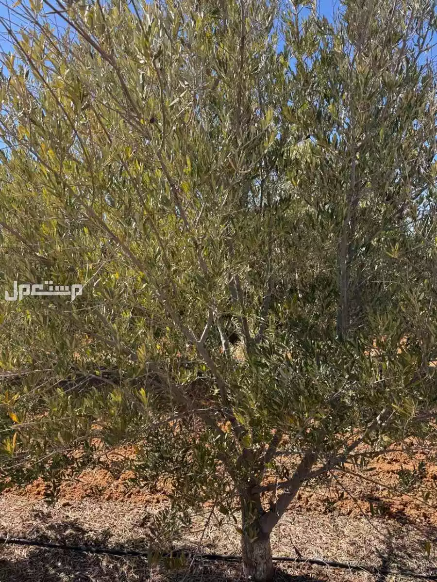 أشجار زيتون عمر 10 سنوات في الجوف للبيع جملة
