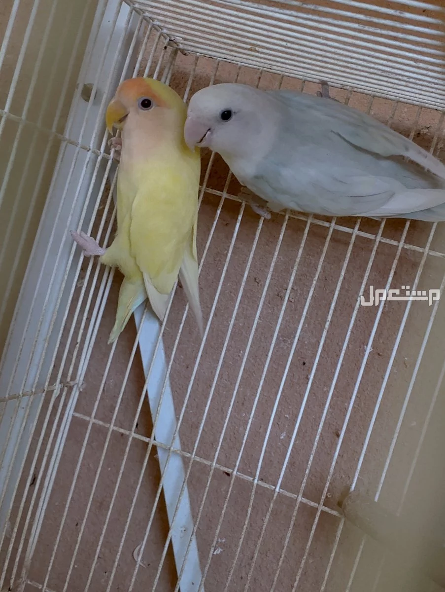 طيور روز ازواج وفردات ذكور وزوج فيشر
