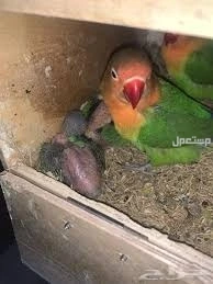 طيور روز ازواج وفردات ذكور وزوج فيشر