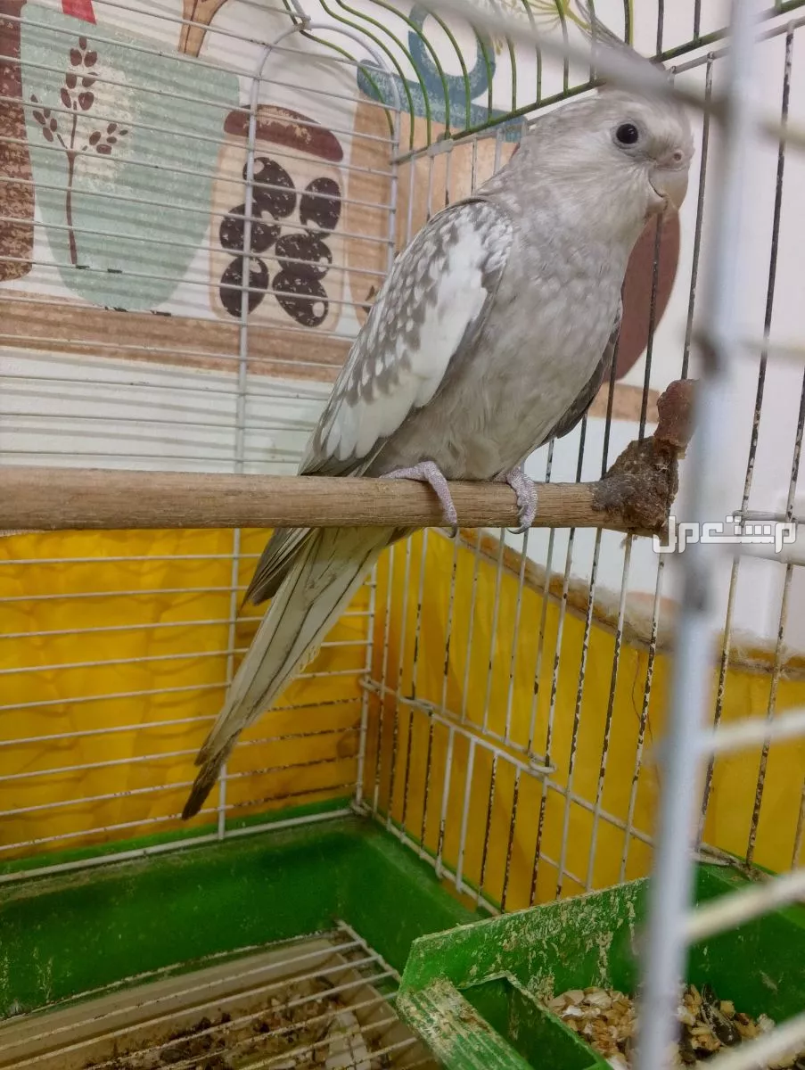 طيور روز ازواج وفردات ذكور وزوج فيشر