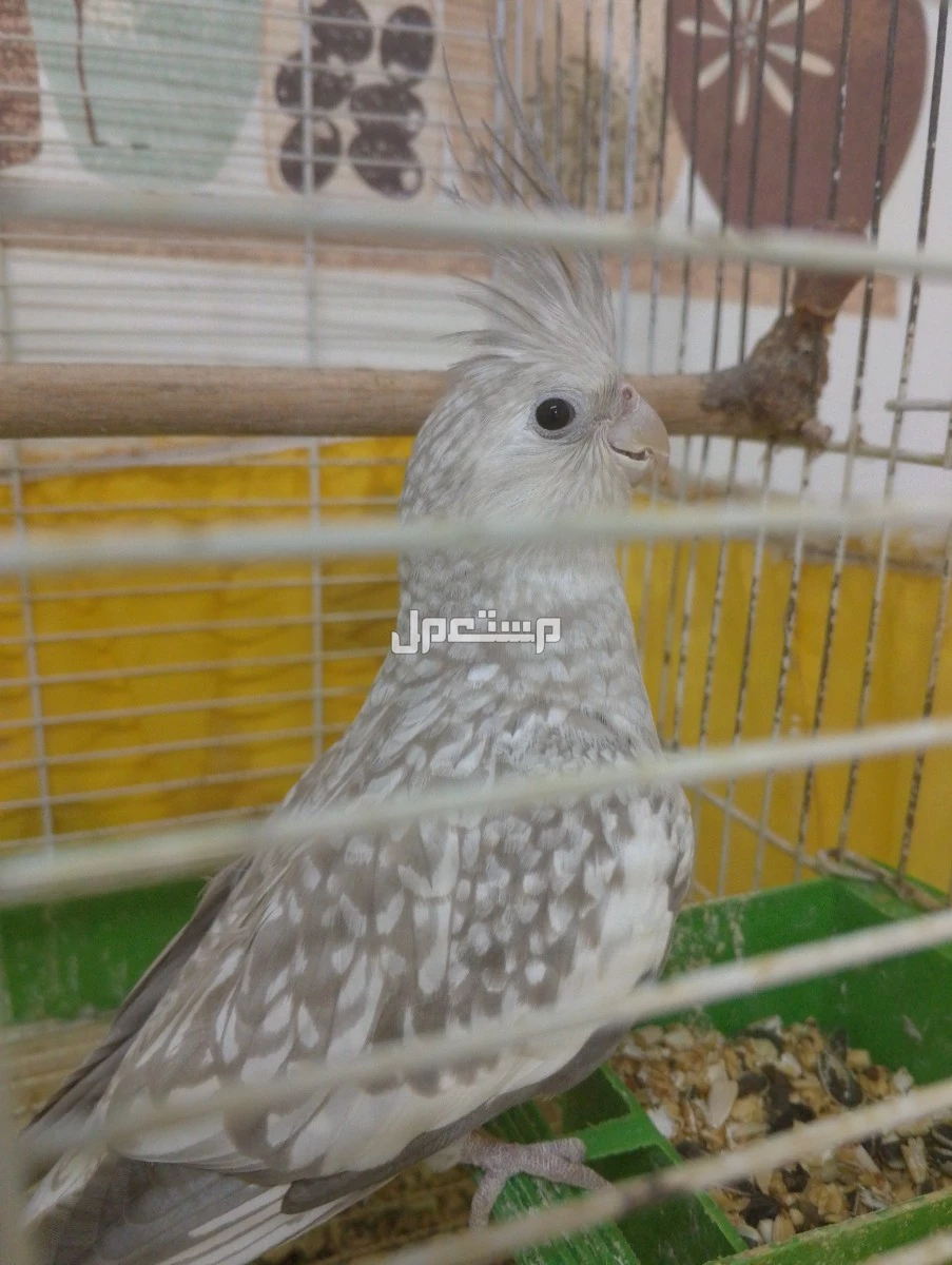 طيور روز ازواج وفردات ذكور وزوج فيشر
