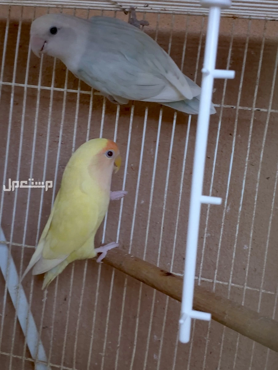 طيور روز ازواج وفردات ذكور وزوج فيشر