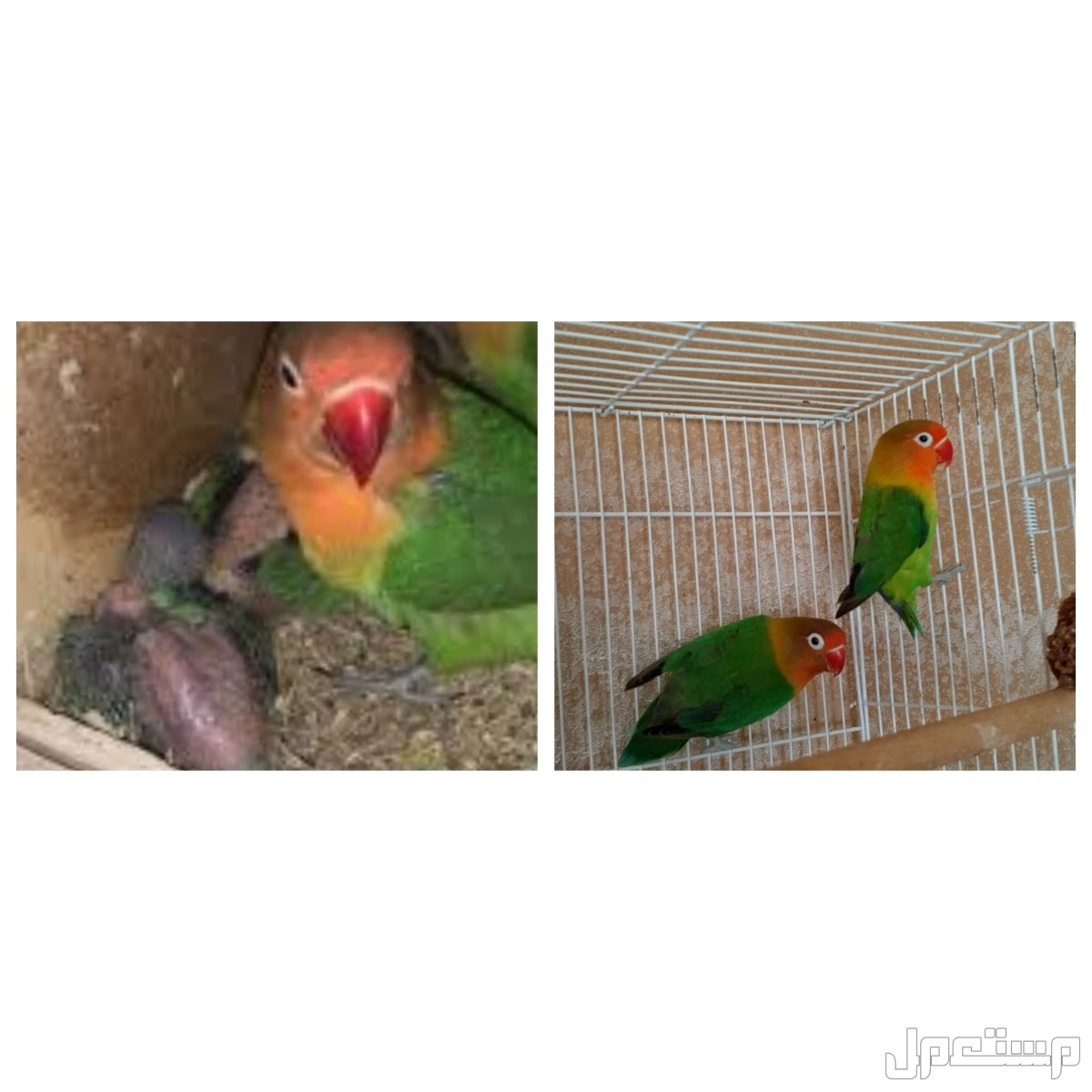 طيور روز ازواج وفردات ذكور وزوج فيشر
