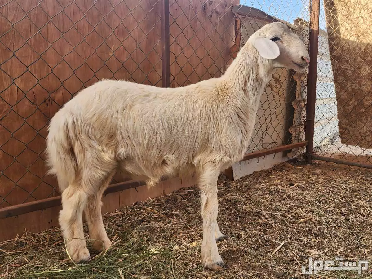 للبيع 2طليان حرية مشروع فحل برابغ