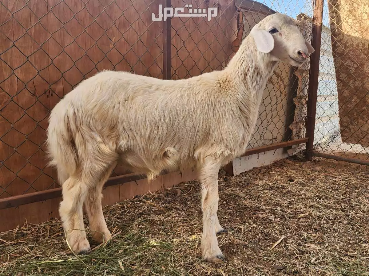 للبيع 2طليان حرية مشروع فحل برابغ