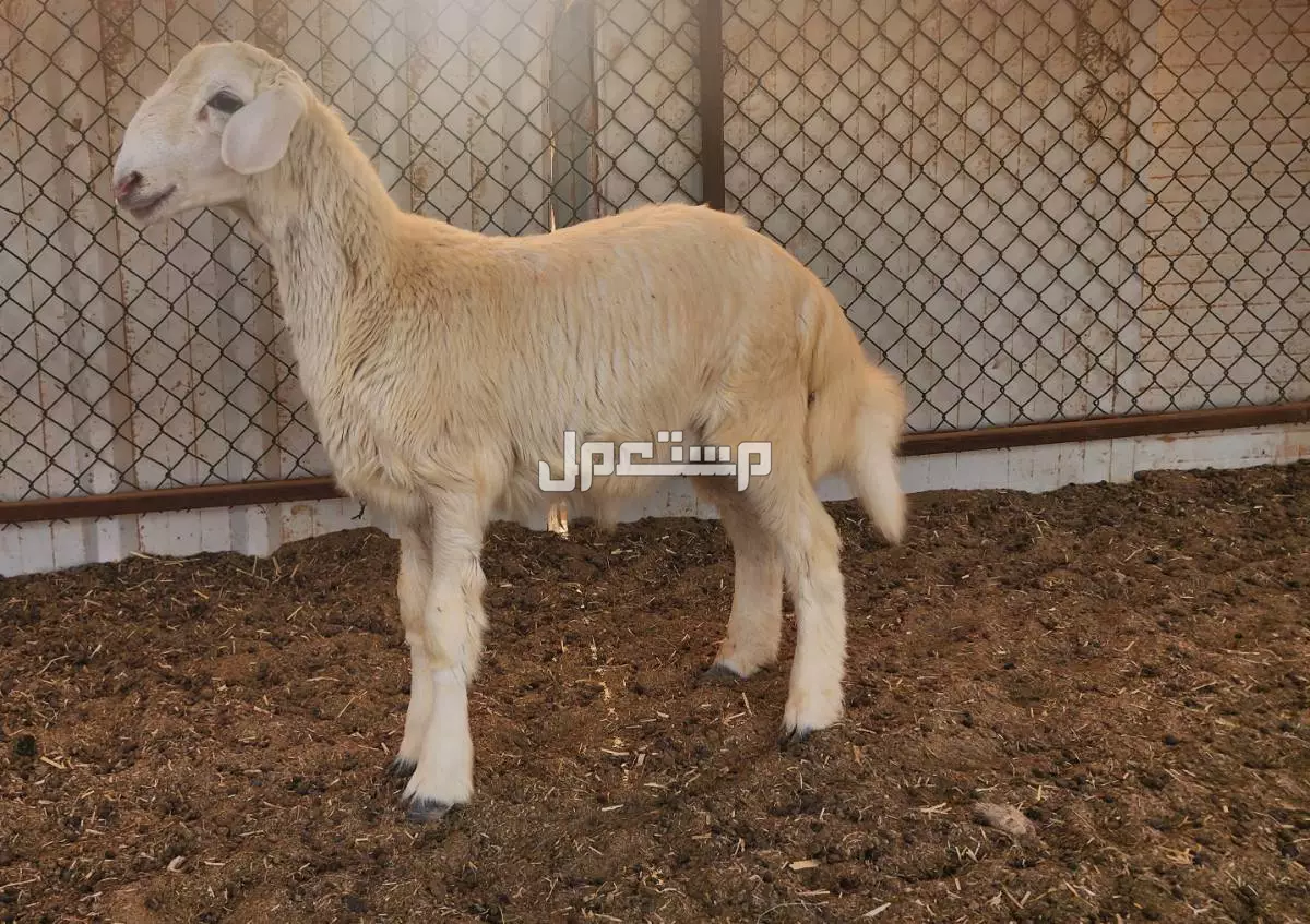 للبيع 2طليان حرية مشروع فحل برابغ