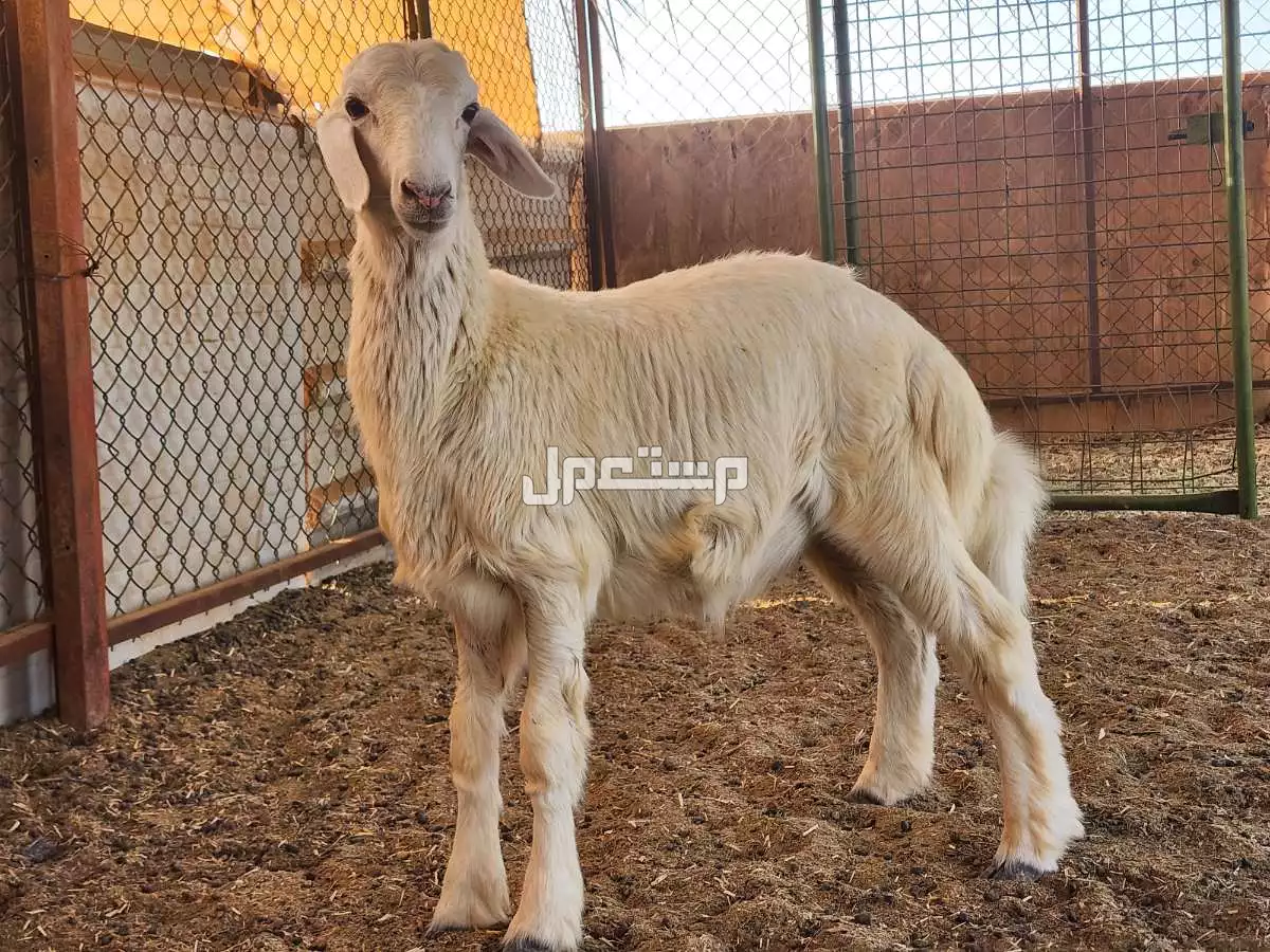 للبيع 2طليان حرية مشروع فحل برابغ