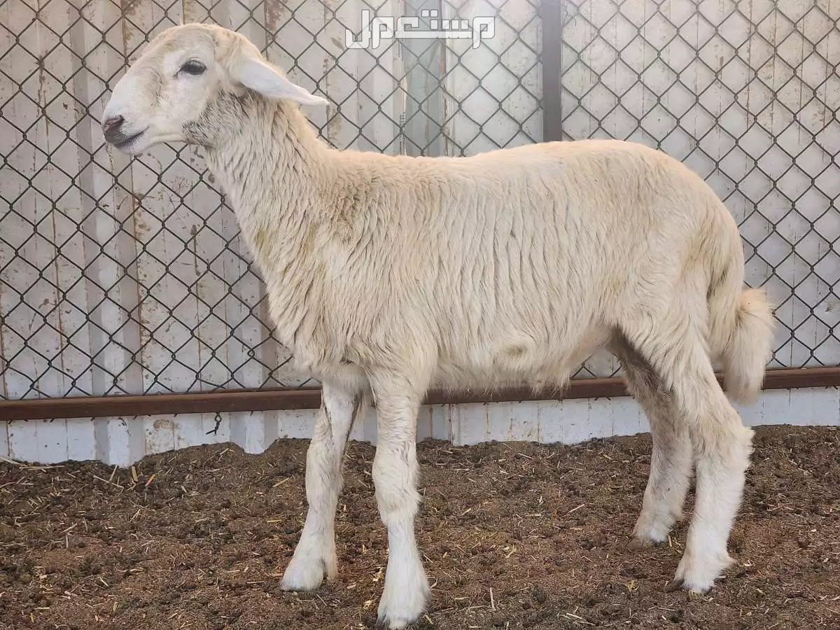 للبيع 2طليان حرية مشروع فحل برابغ