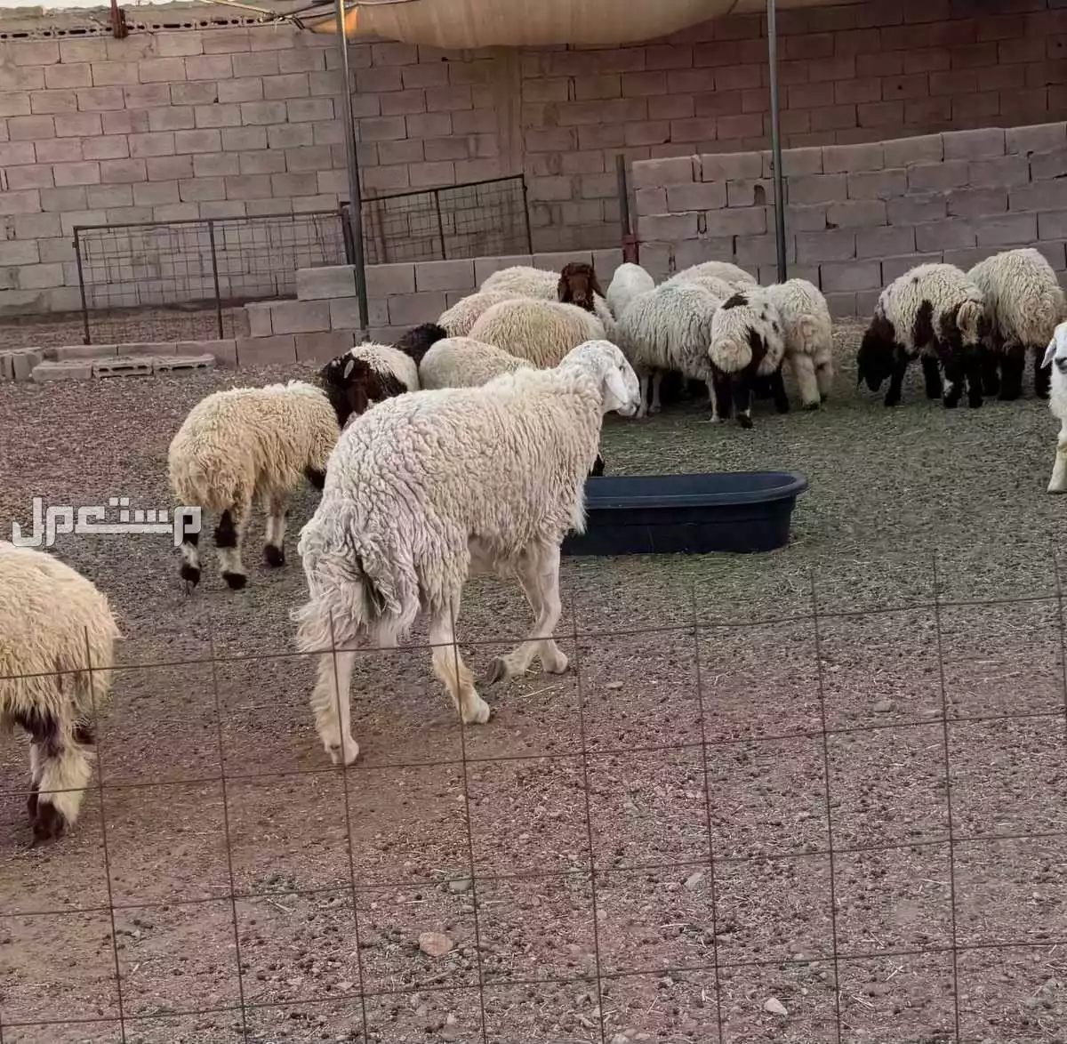 ذبائح للبيع تواصل خاص ‌‌‌‌‌‌‌‌‌‌