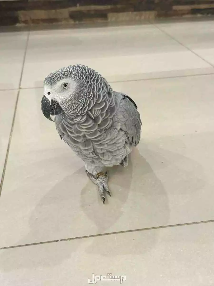 للبيع بغبغاء كاسكو العمر 4سنين