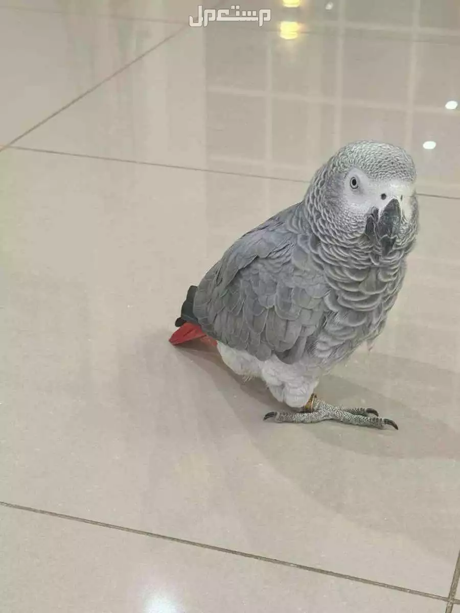 للبيع بغبغاء كاسكو العمر 4سنين