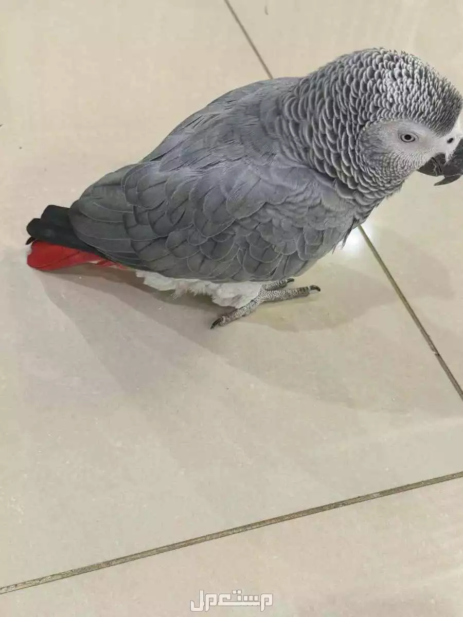 للبيع بغبغاء كاسكو العمر 4سنين