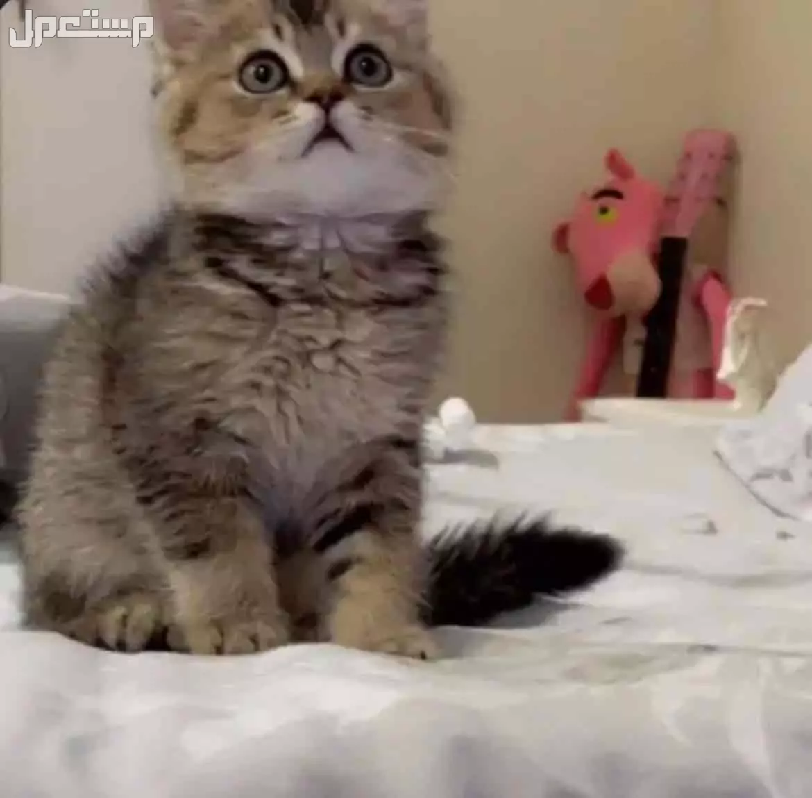 قط سكوتش ستريت شورت هير بصحه جيده للبيع