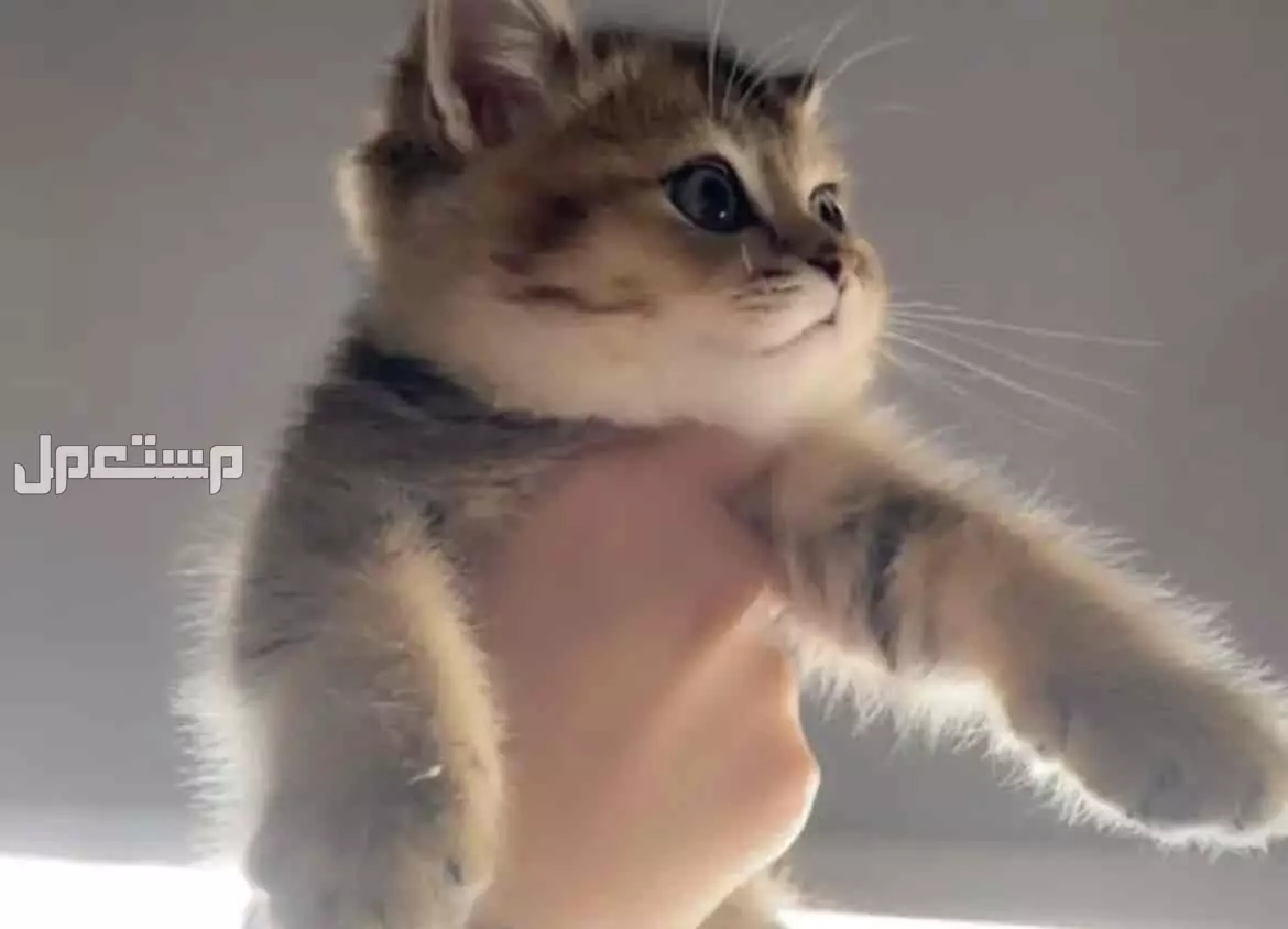قط سكوتش ستريت شورت هير بصحه جيده للبيع