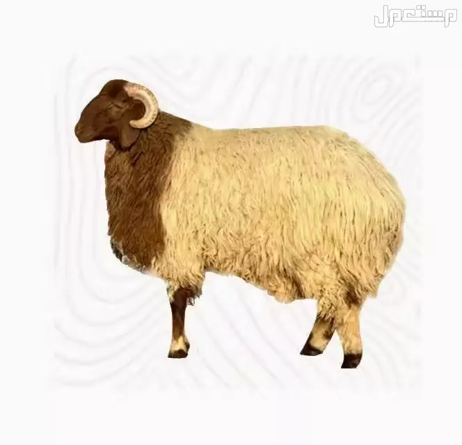 قصاب للاضاحي غرب الرياض0574139062