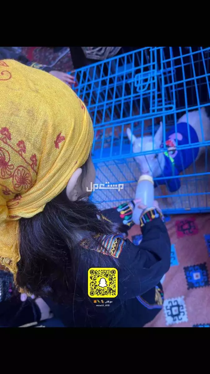 فعاليات مهرجين ايجار حيوانات رسم على الوجهه تصوير