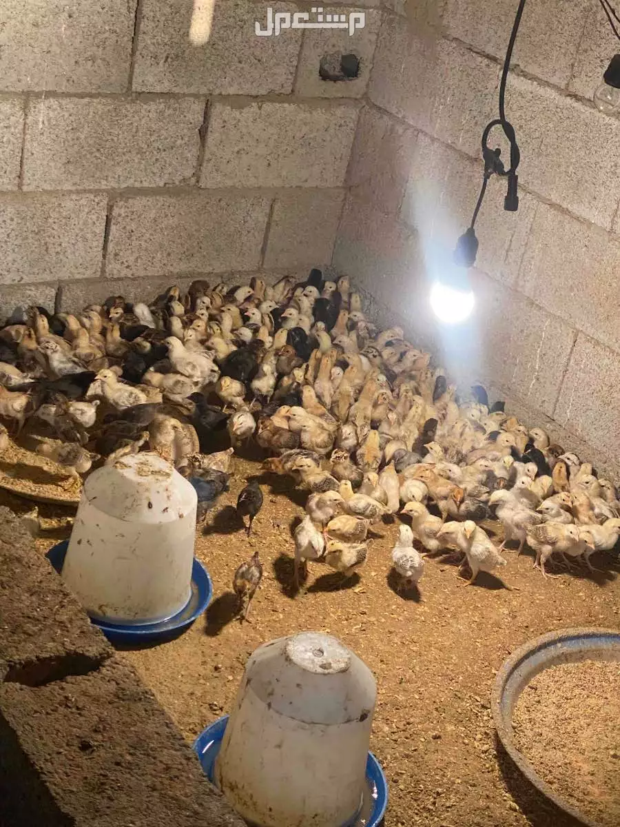 للبيع صوص بلدي العدد 300 الموقع رابغ