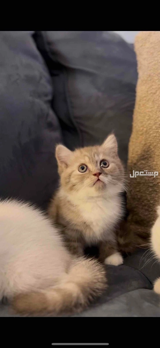 قطط كيتن سكوتش للبيع في الدمام بسعر 1200 ريال سعودي