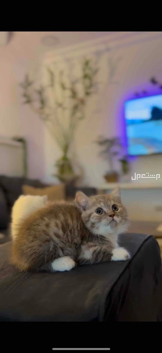 قطط كيتن سكوتش للبيع في الدمام بسعر 1200 ريال سعودي