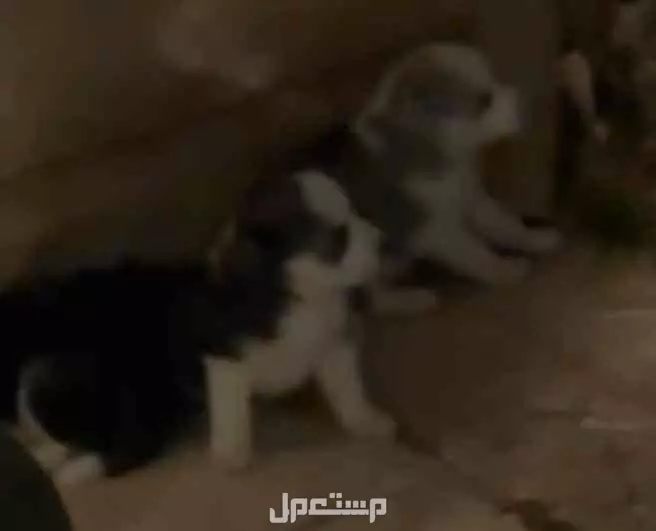 للبيع كلاب هاسكي جدة /توي بودل 0553842209