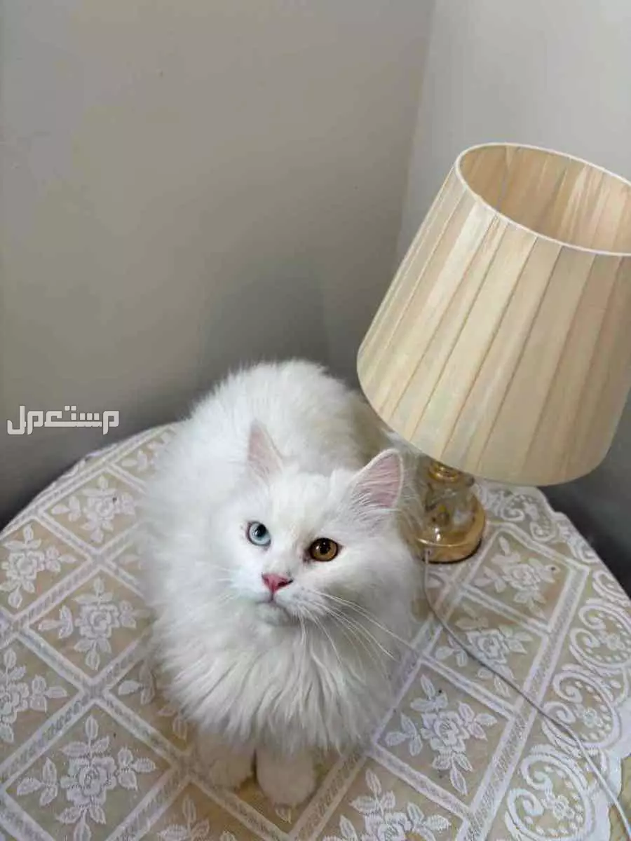 للبيع قطة شيرازي انغورا تركي  في الرياض بسعر 500 ريال سعودي