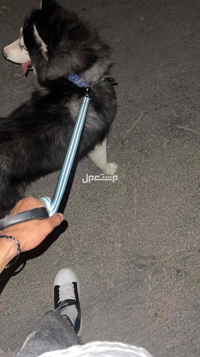للبيع كلب هاسكي الاسكي بيور عمره 3 سنوات