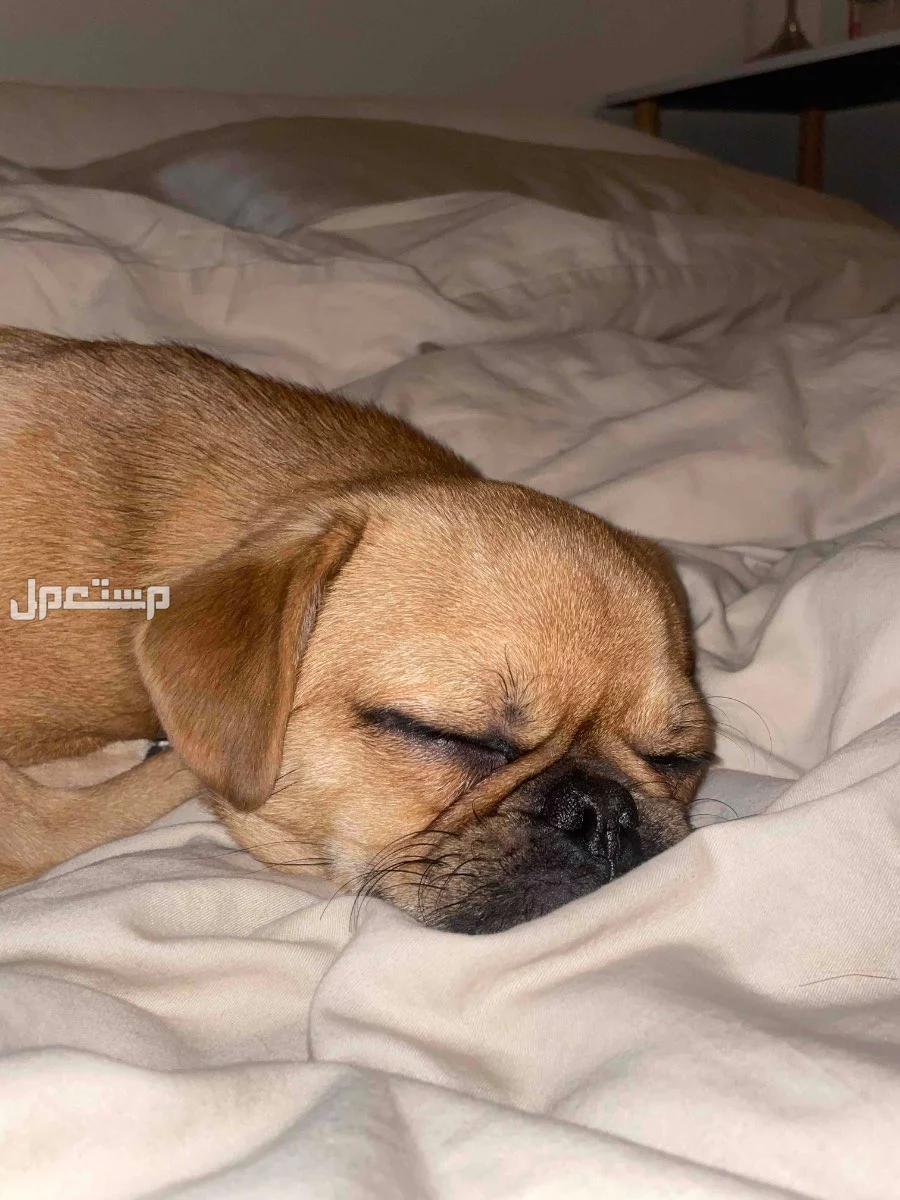 كلب بق (Pug) للبيع الرياض في الرياض بسعر 2500 ريال سعودي