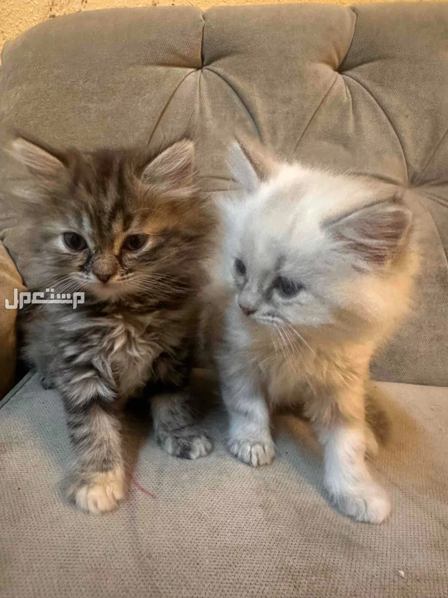 الجلويه في الدمام بسعر 500 ريال سعودي