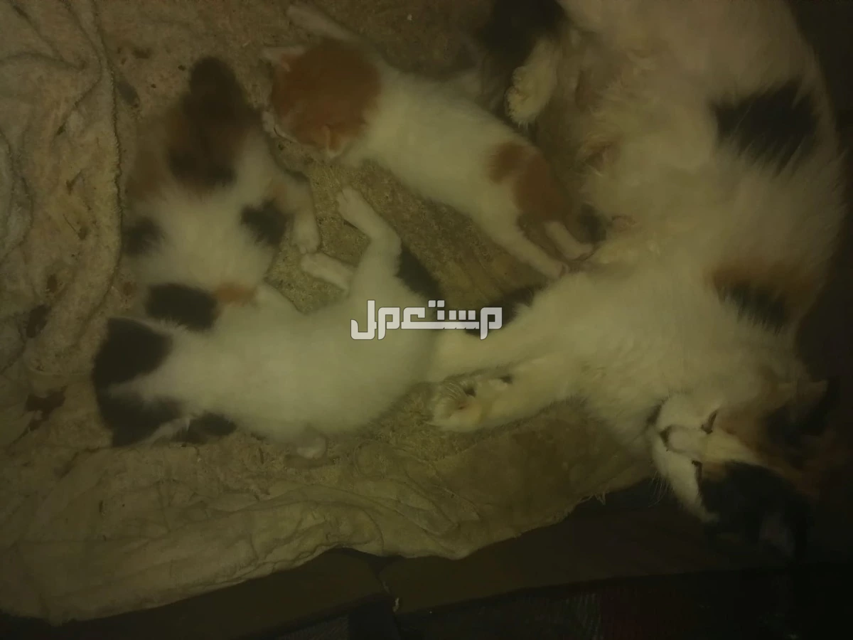 قطط للبيع عمرها سنه وكتنز صغار عمرهم شهر
