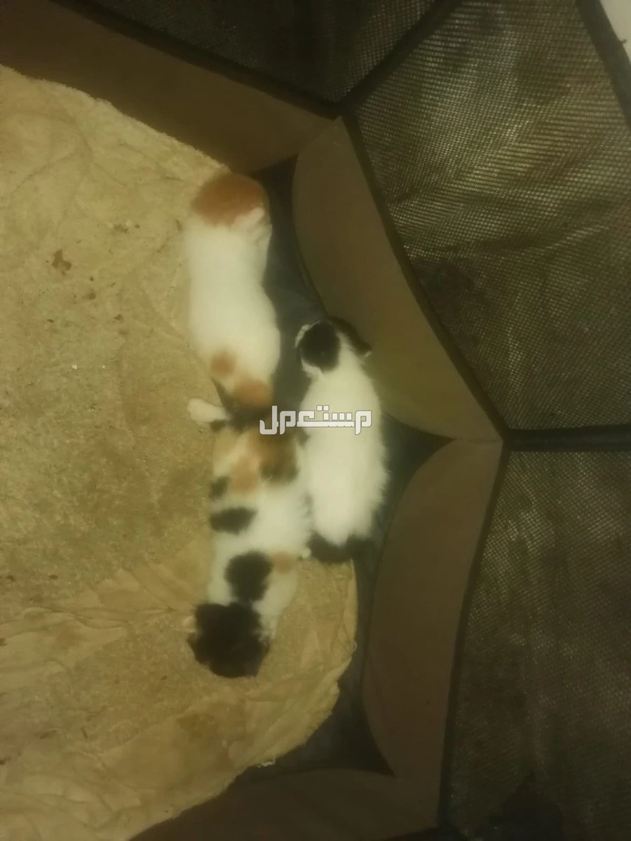 قطط للبيع عمرها سنه وكتنز صغار عمرهم شهر