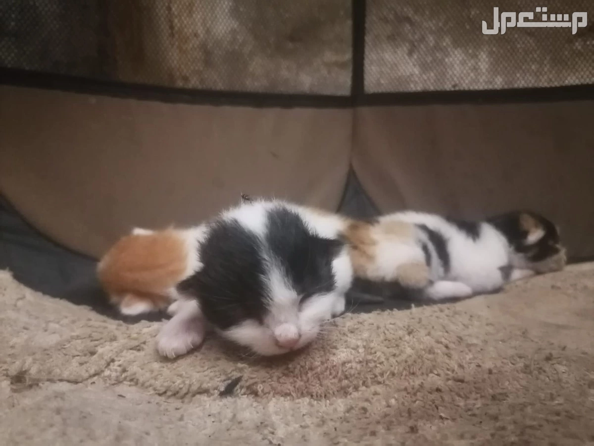 قطط للبيع عمرها سنه وكتنز صغار عمرهم شهر