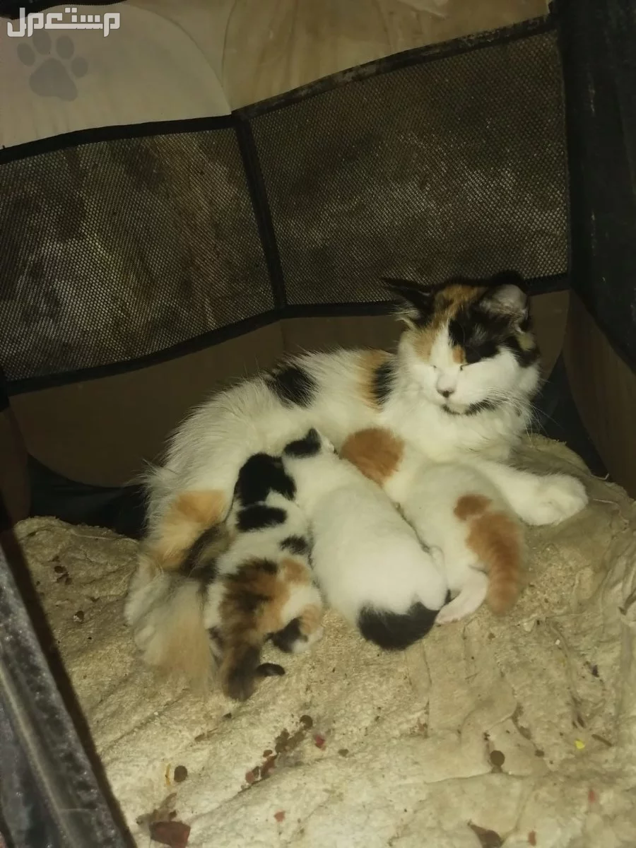 قطط للبيع عمرها سنه وكتنز صغار عمرهم شهر