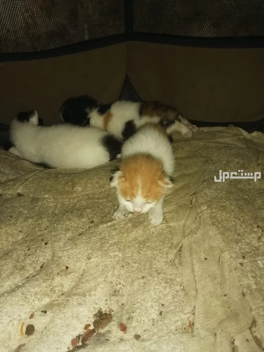 قطط للبيع عمرها سنه وكتنز صغار عمرهم شهر