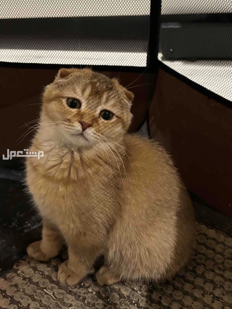 قطط سكوتش فولد وستريت للبيع 🐱 | أعمار 3 شهور | 19 يوم