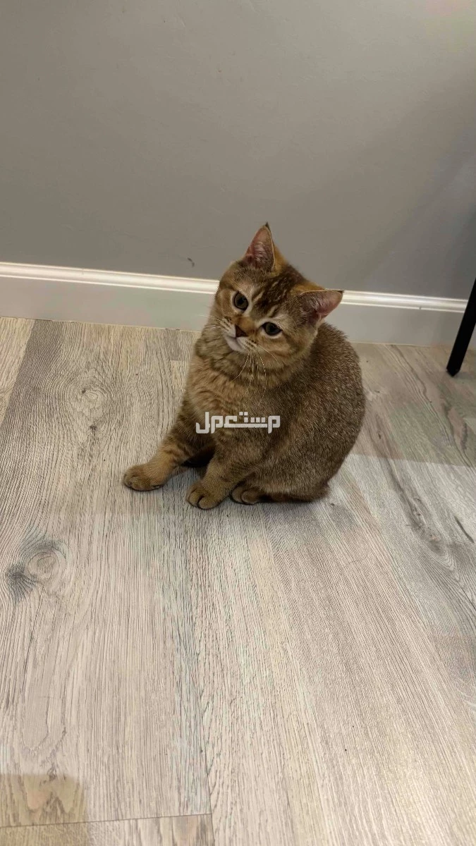 قطط سكوتش فولد وستريت للبيع 🐱 | أعمار 3 شهور | 19 يوم