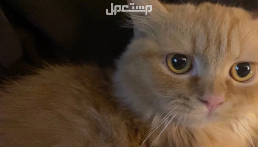 قطط مهجنة للتبني و قطة ام شيرازية هذي الام
