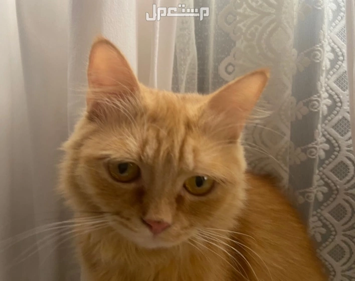 قطط مهجنة للتبني و قطة ام شيرازية