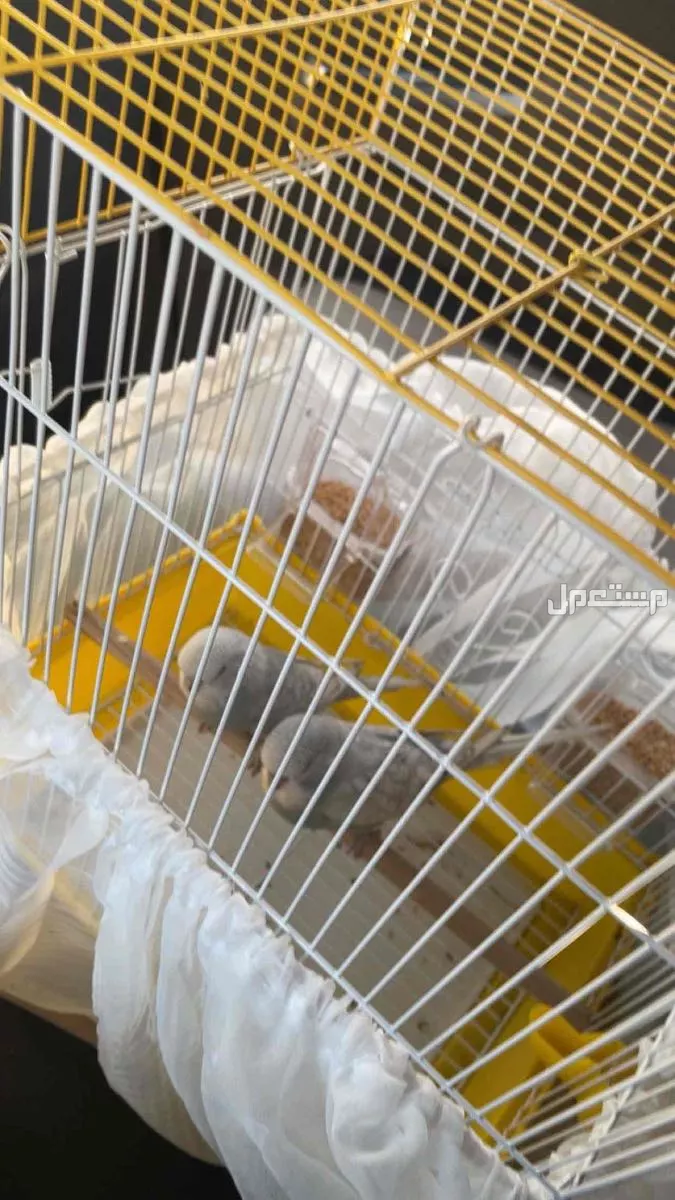 طيور بادجي الليفه جداً برياض  في الرياض بسعر 160 ريال سعودي