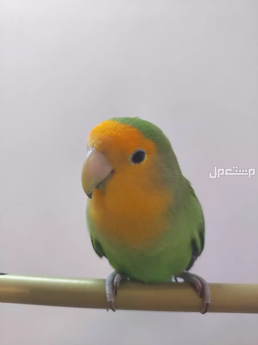طير روز طفرة Orange faced  في بريدة بسعر 400 ريال سعودي