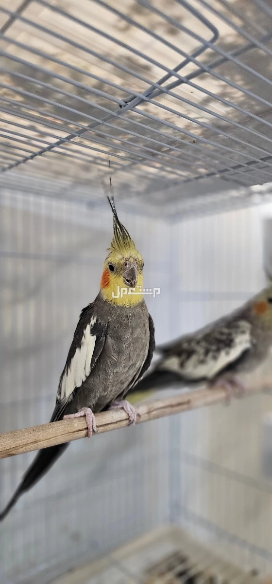 🔴ازواج وفردات كروان للبيع🔴 في جدة