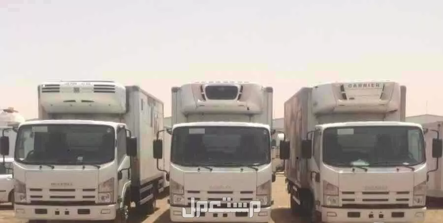 دينا أيسوزو تجميد تبريد جاف مشاوير