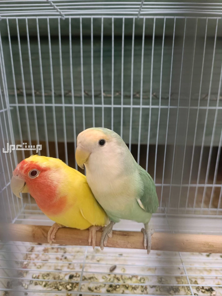 طيور جوز روز في عنيزة بسعر 400 ريال سعودي