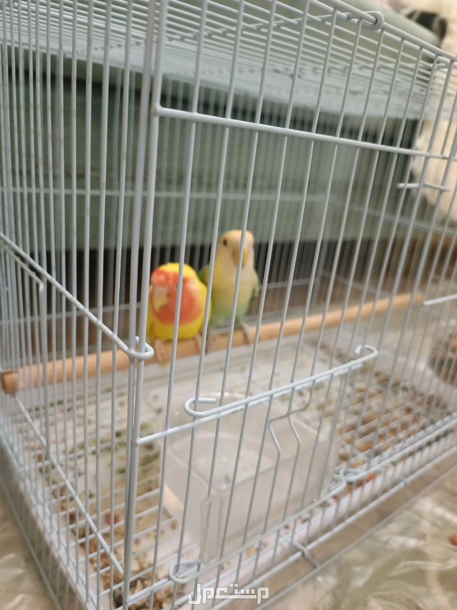 طيور جوز روز في عنيزة بسعر 400 ريال سعودي