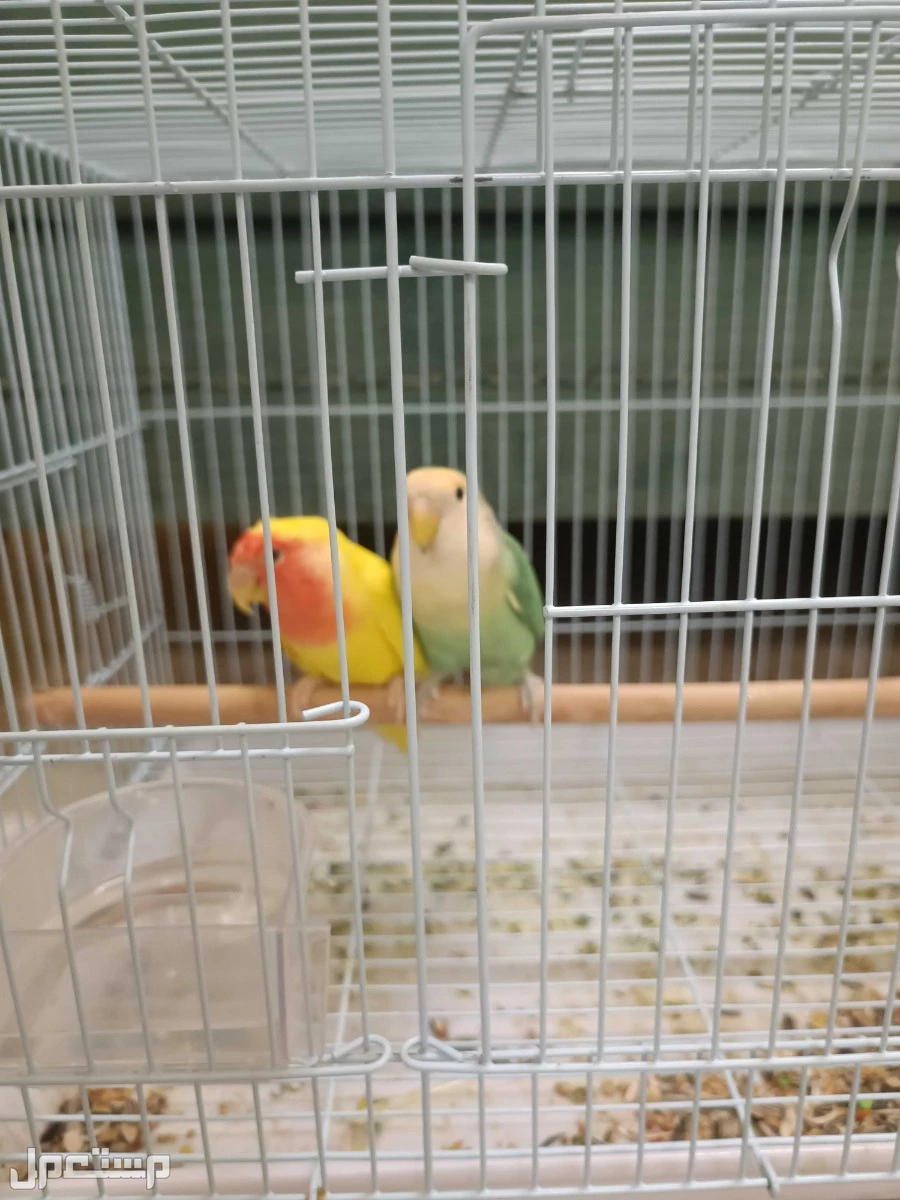 طيور جوز روز في عنيزة بسعر 400 ريال سعودي