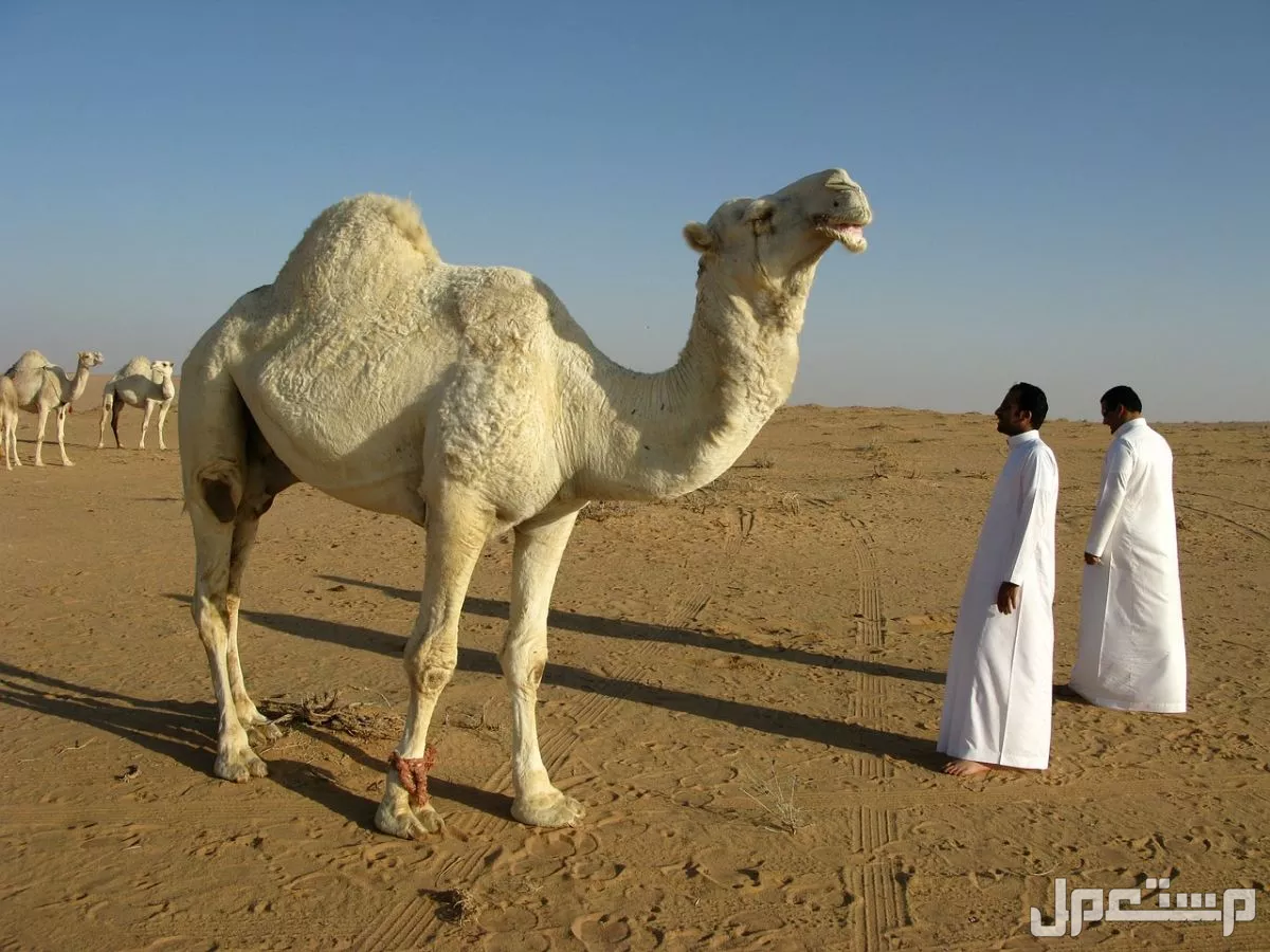 توقعات حالة الطقس في الرياض لمدة 15 يوم.. درجات الحرارة بالتفصيل أحوال الطقس لمدة 25 الرياض