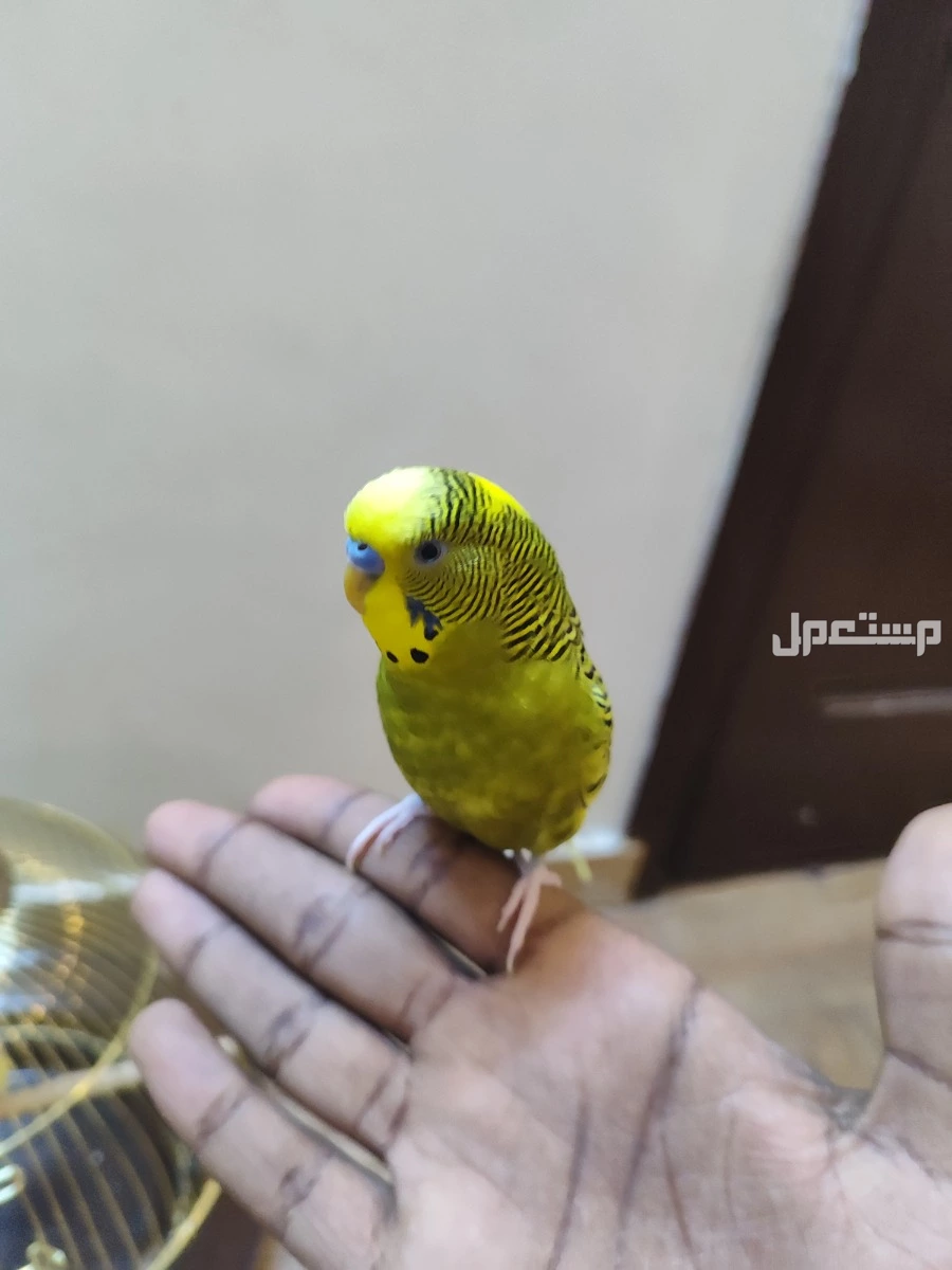 زوج بادجي  في جدة بسعر 150 ريال سعودي