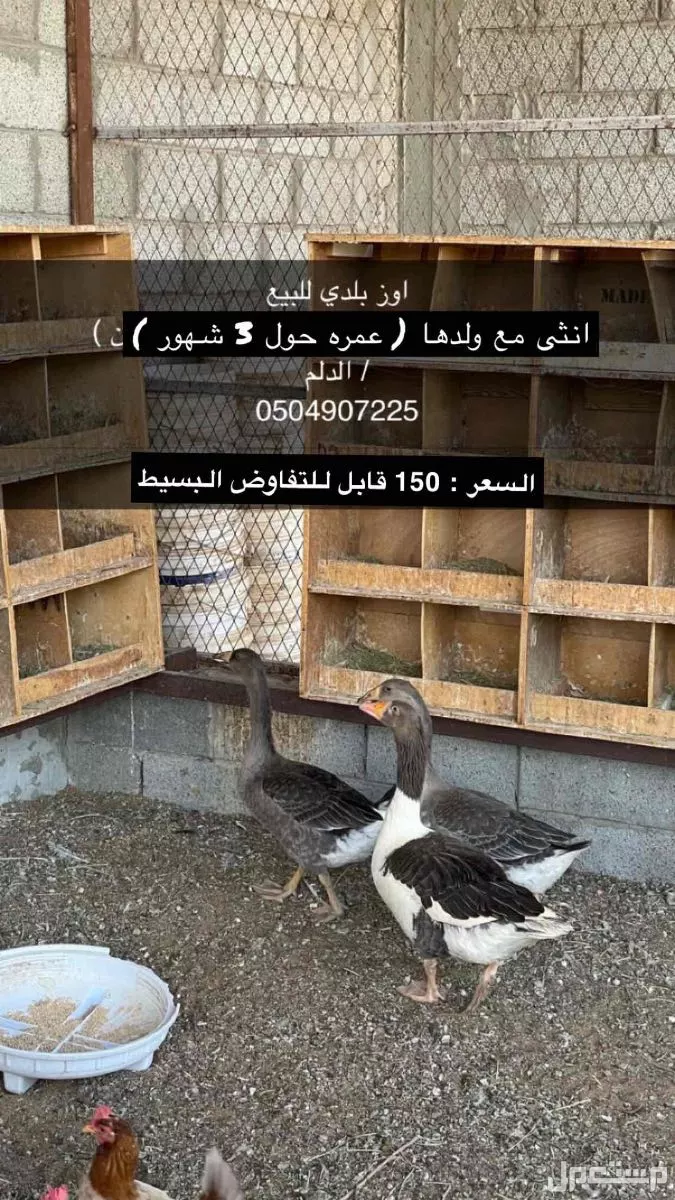 وز بلدي للبيع في الدلم بسعر 150 ريال سعودي
